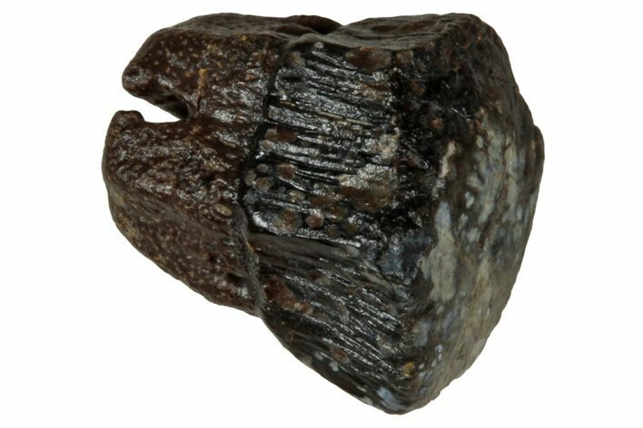 Fossil Freshwater Ray (Myledaphus) Tooth - Wyoming #356974